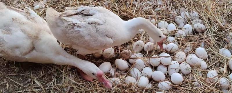 鹅产蛋能产多久，一般可以产3年