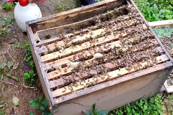 意蜂秋季养殖管理技术，重点是培育适龄越冬蜂