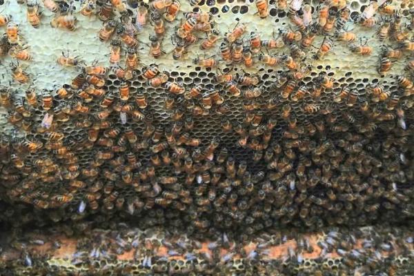 意蜂秋季养殖管理技术，重点是培育适龄越冬蜂