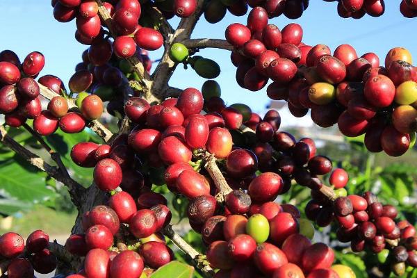 云南省盛产咖啡的原因，具有土壤肥沃、日照充足、雨量丰富等有利条件