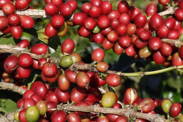 云南省盛产咖啡的原因，具有土壤肥沃、日照充足、雨量丰富等有利条件