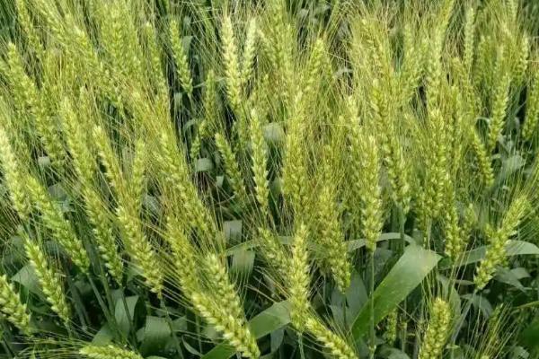 周丰173小麦种子介绍，适宜播种期10月上中旬