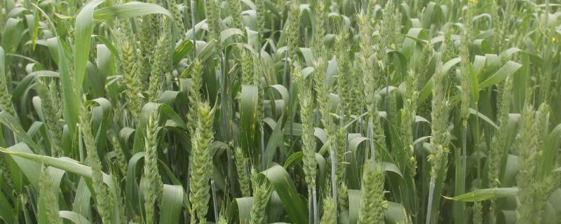 豫品麦128小麦种子简介，每亩适宜基本苗15～17万