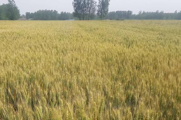 周丰173小麦种子介绍，适宜播种期10月上中旬