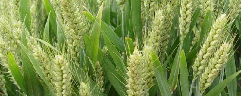 金育169小麦品种的特性，每亩适宜基本苗14～20万