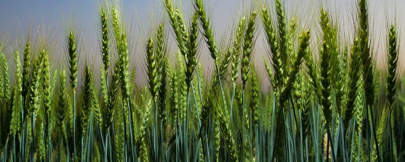 开麦1706小麦种子简介，适宜播种期10月上中旬