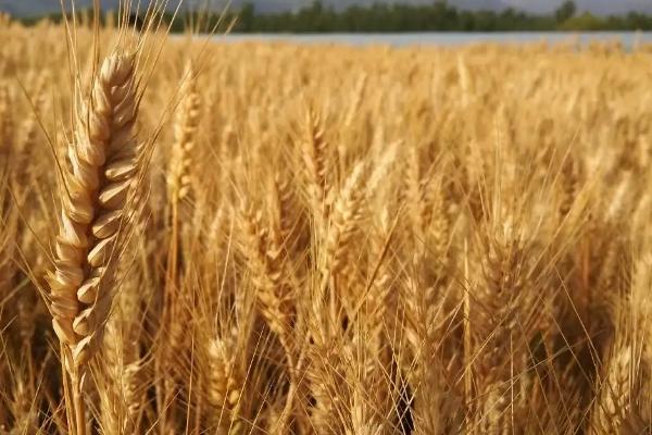 开麦1706小麦种子简介，适宜播种期10月上中旬