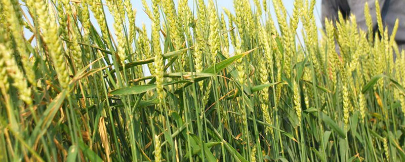 豫农903小麦种子特点，半冬性品种