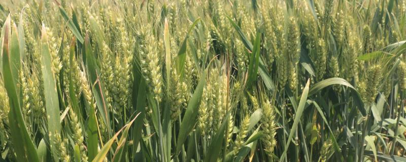 育麦8号小麦种子特点，每亩适宜基本苗18万左右