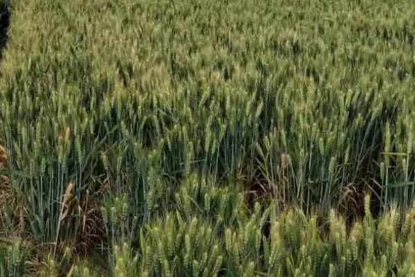 宛麦988小麦种子特征特性，每亩适宜基本苗16～20万
