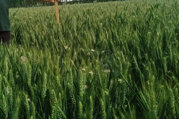 宛麦988小麦种子特征特性，每亩适宜基本苗16～20万