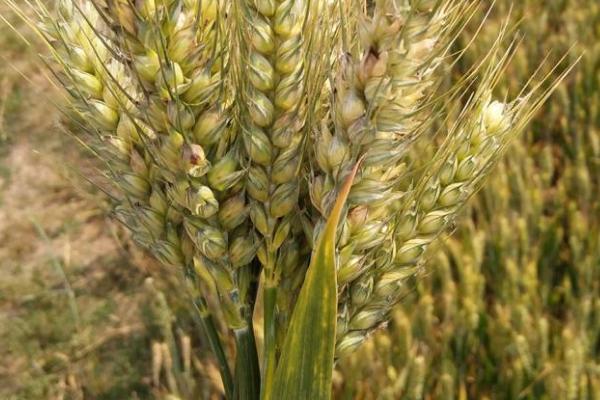 豫农906小麦品种简介，半冬性品种