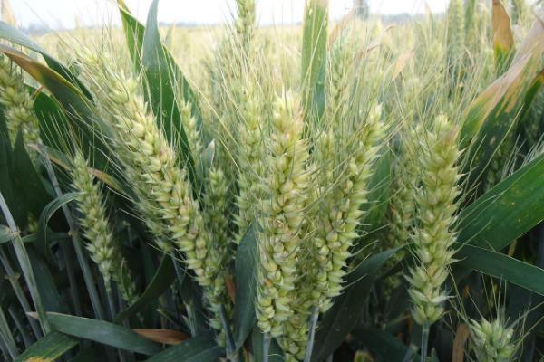 孟麦169小麦种子介绍，适宜播种期10月上中旬