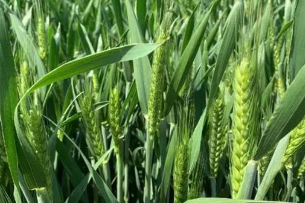 中迪麦607小麦品种的特性，每亩适宜基本苗18～20万