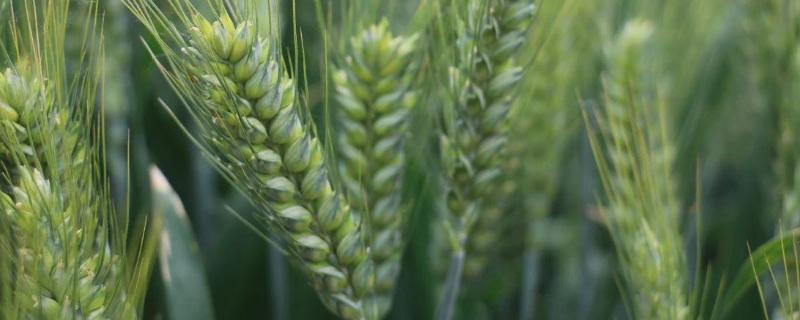 中迪麦607小麦品种的特性，每亩适宜基本苗18～20万