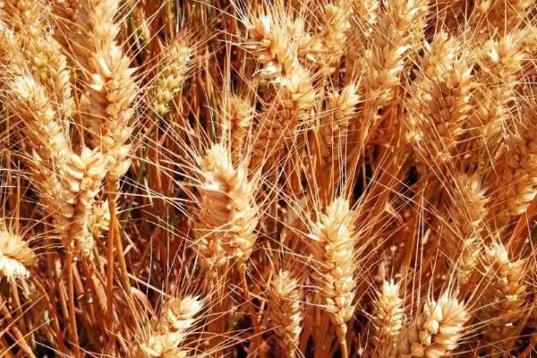 孟麦169小麦种子介绍，适宜播种期10月上中旬