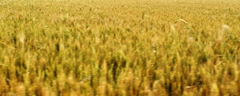 泛育麦29小麦种子介绍，适宜播种期10月上中旬