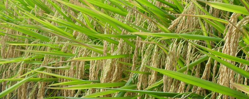 新稻571水稻种子介绍，苗期进行化学防治