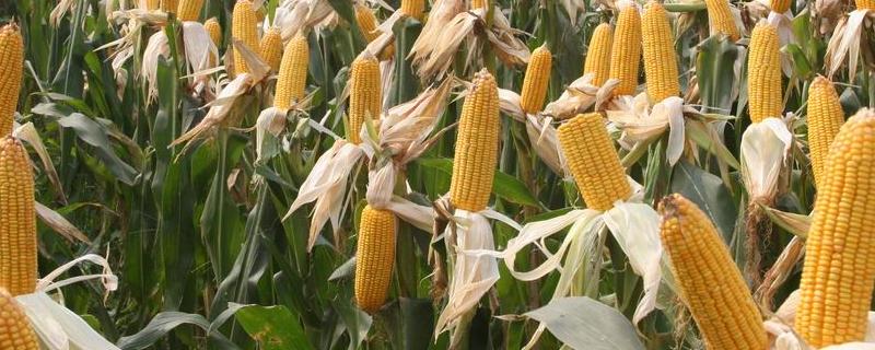 正大510玉米种子特征特性，6月上中旬播种