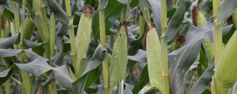 金汇101玉米种子特征特性，生育期97.5天