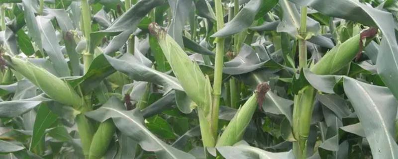 达美5号玉米品种的特性，生育期130天