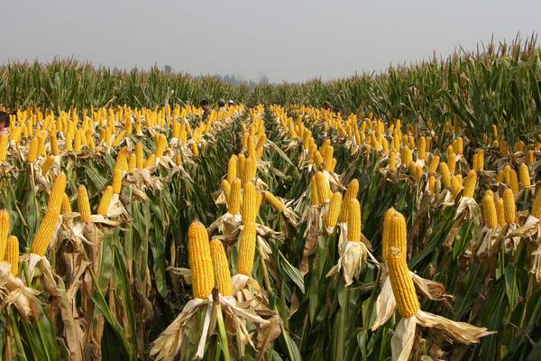 富农588玉米种子特征特性，6月上中旬播种
