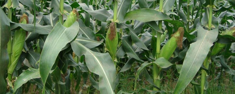 富农588玉米种子特征特性，6月上中旬播种