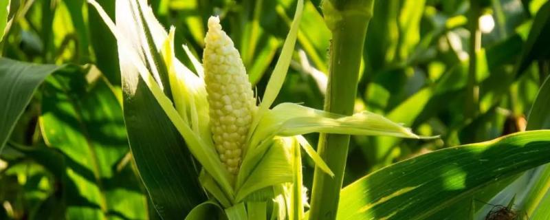 福中玉517玉米种子特征特性，生育期108.2天