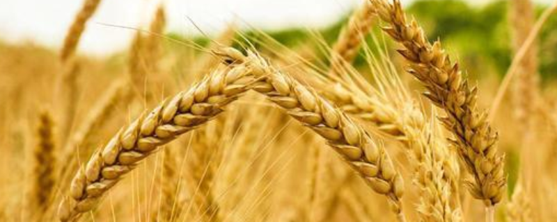 襄麦65小麦种子介绍，生育期194.9天
