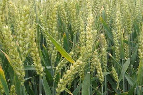 鄂麦012小麦种子特点，小穗着生密度中等