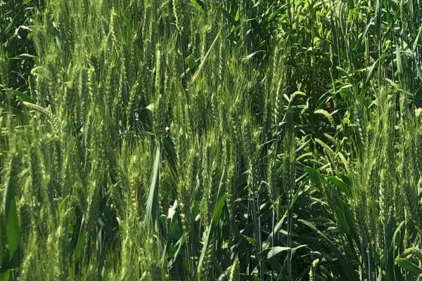 濮麦8062小麦种子特征特性，10月中下旬播种