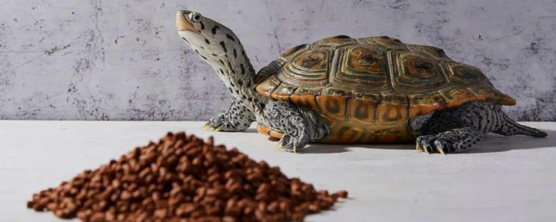 怎么管理乌龟的饮食，建议选择高质量的龟粮喂食