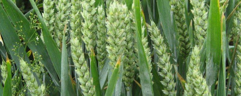 荆麦202小麦种子特征特性，小穗着生密度稀