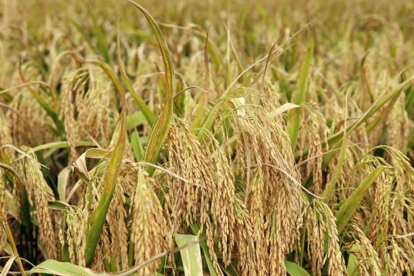 229A水稻品种简介，父本每亩单独条施尿素5公斤