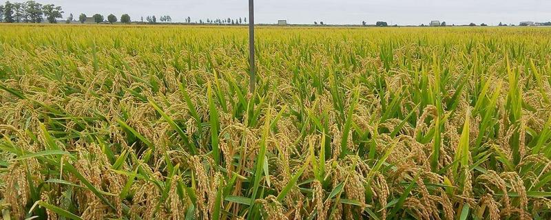 229A水稻品种简介，父本每亩单独条施尿素5公斤