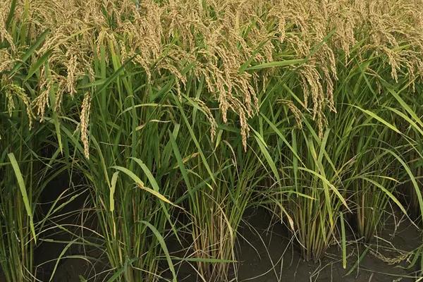 福兴占水稻品种的特性，播种前宜用咪鲜胺浸种