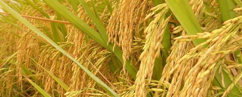 2413S水稻种子特点，秧田亩播种量10～15公斤