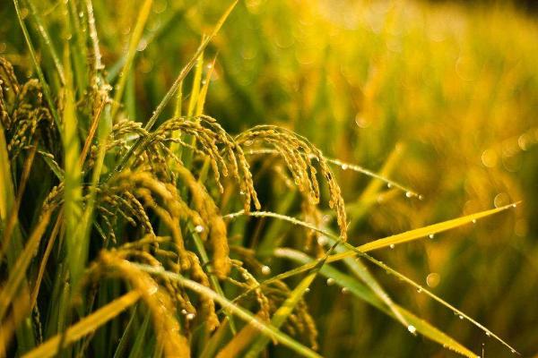福两优161水稻种简介，秧田亩播种量8～10公斤
