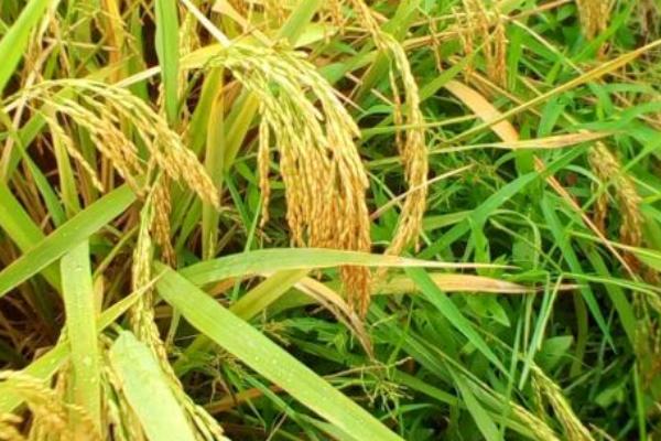 荆两优8622水稻品种简介，播种前宜用咪鲜胺浸种