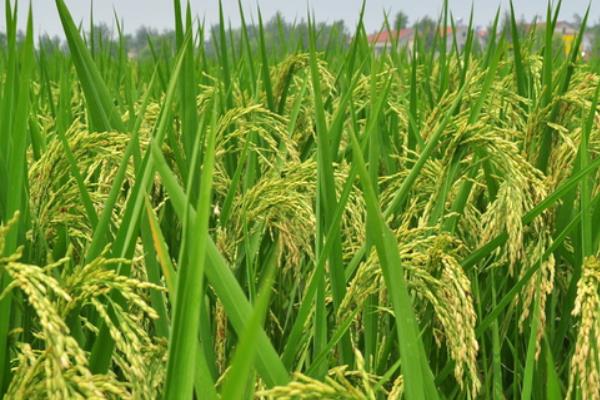 福两优161水稻种简介，秧田亩播种量8～10公斤