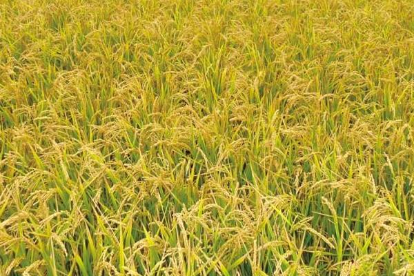 郢两优鄂晶丝苗水稻种子简介，属早熟籼型中稻品种
