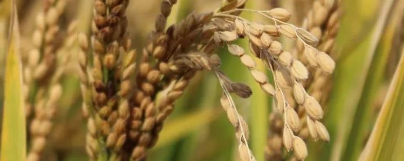 楚糯3号水稻种子介绍，苗期注意防治稻瘟病和稻蓟马