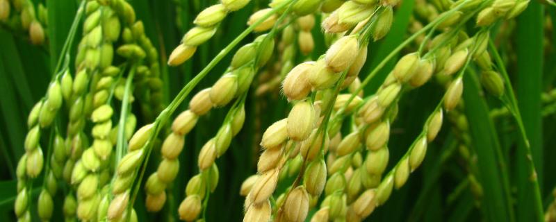 武广丝苗水稻种子简介，播种前宜用咪鲜胺浸种
