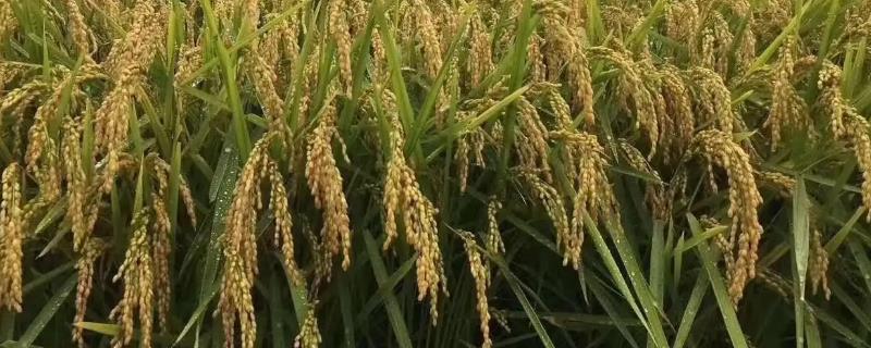E两优188水稻种子特点，播种出苗后湿润管理
