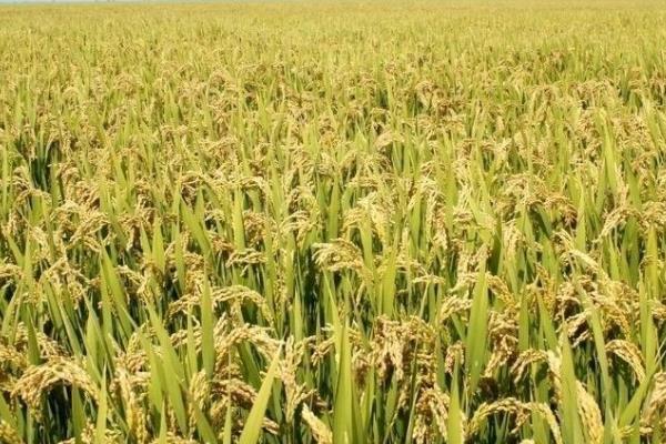 楚两优983水稻种子简介，秧田亩播种量8～10公斤