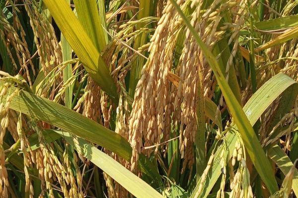 平两优5号水稻品种的特性，籼型两系杂交中稻迟熟品种