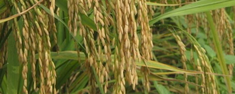 C两优农39水稻品种的特性，全生育期117.1天