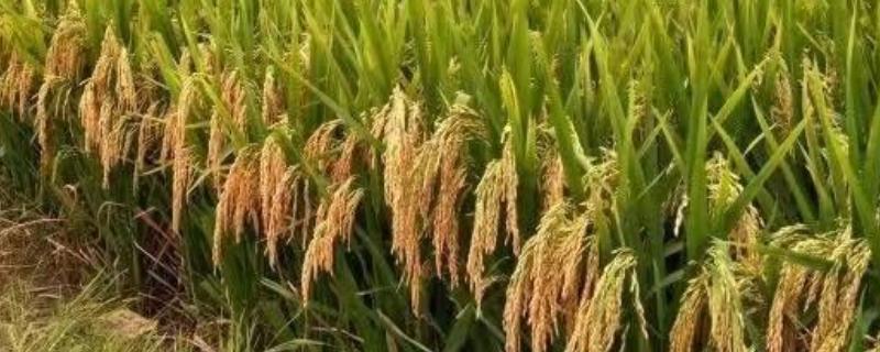 盛两优358水稻品种的特性，5月中下旬播种
