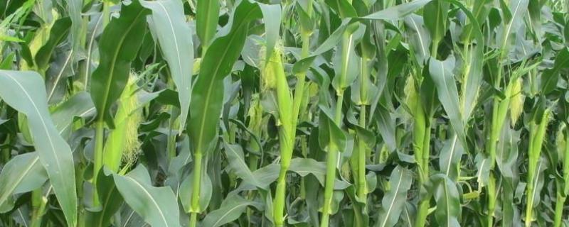 桂单162玉米品种简介，大喇叭期可用注意防治玉米螟