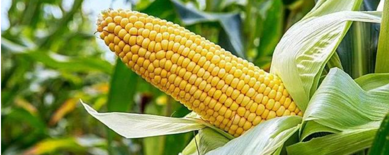 玉佳乐2号玉米种子特点，生育期春季平均115天